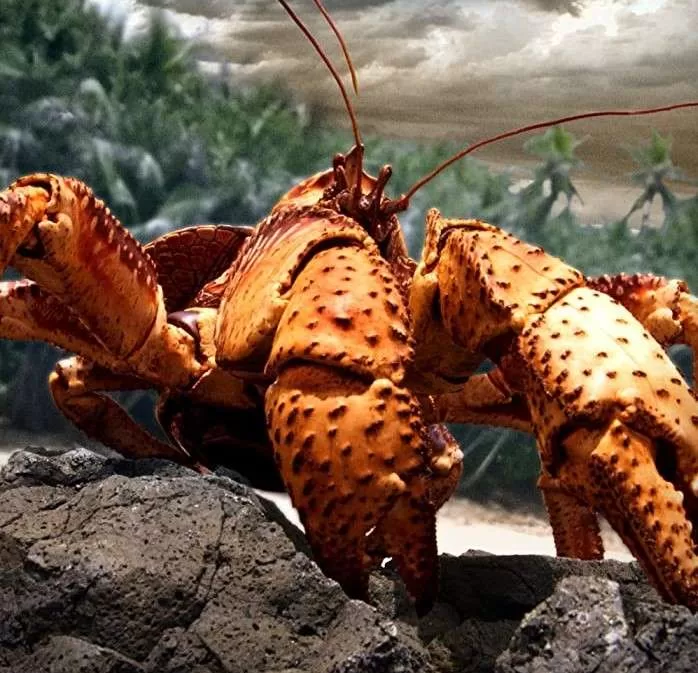 فيلم The Giant Robber Crab 2019 السلطعون السارق العملاق مترجم jpg