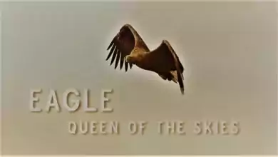 فيلم Eagle Queen of The Skies 2021 مترجم