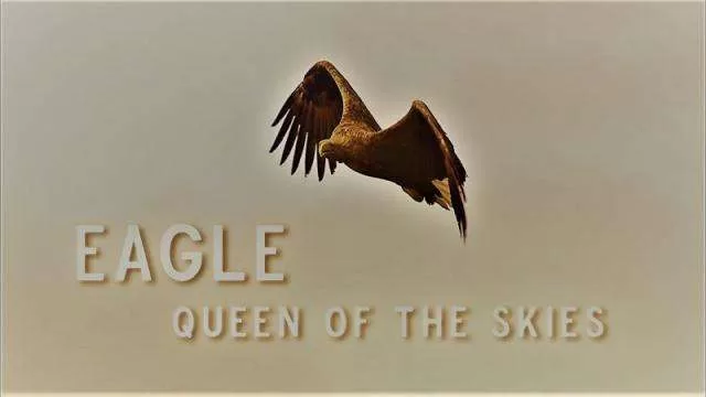 فيلم Eagle Queen of The Skies 2021 مترجم jpg