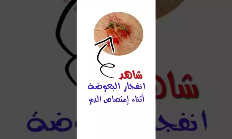 افلام عربية